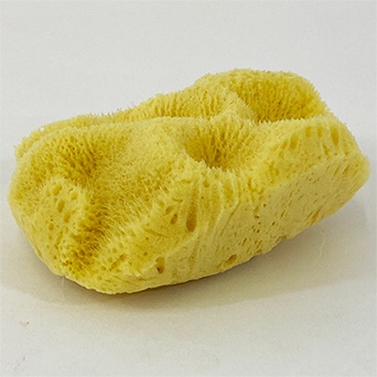 Natural Sponge - Size 5
